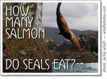 tofino fish - how many salmon do seals eat?