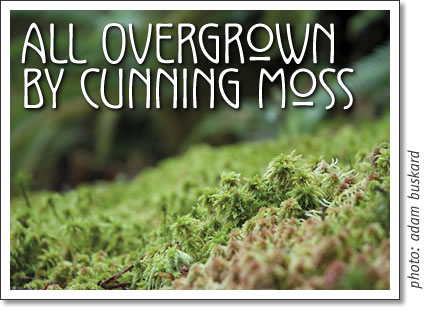 tofino - all overgrown by cunning moss...