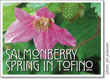 tofino salmonberry spring