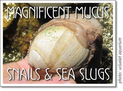 Magnificent Mucus - Snails & Sea Slugs at Ucluelet Aquarium