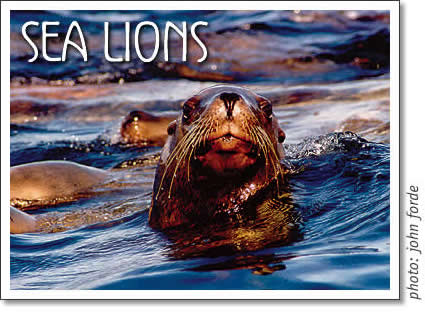 tofino wildlife - steller sea lions