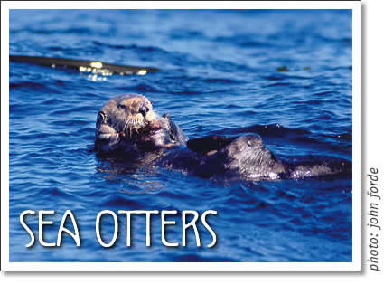 sea otters in clayoquot sound near tofino on vancouver island