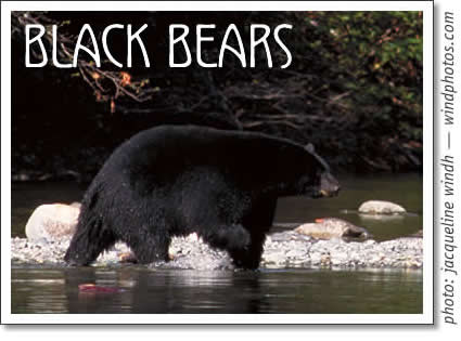 black bears in tofino