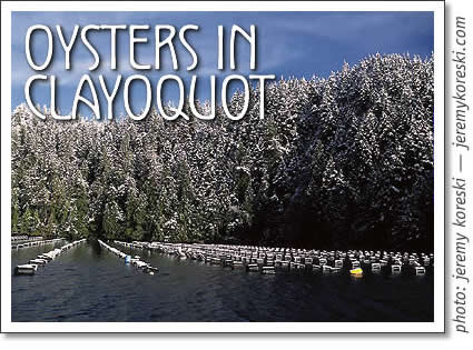 Tofino Business: Oyster Farming in Clayoquot Sound