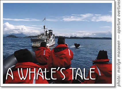 tofino whale watching - a whale's tale