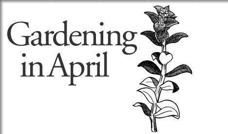 tofino gardening in april 2007