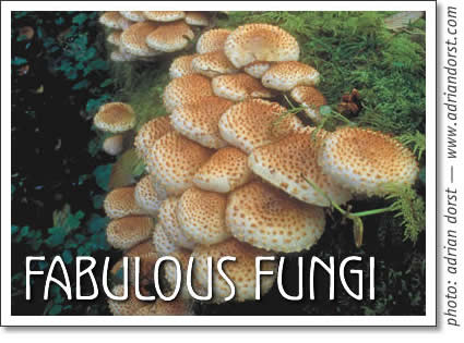 tofino wildlife - fabulous fungi