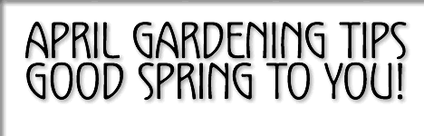 tofino april gardening tips - good spring to you!