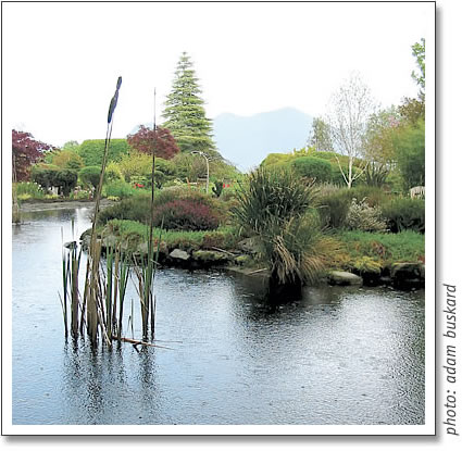the pond in the gardens at clayoquot island
