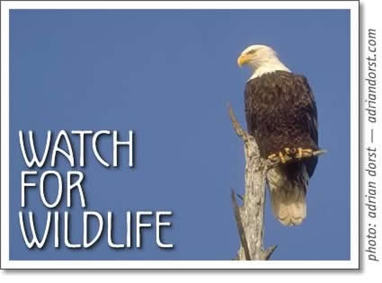 tofino wildlife article: watch for wildlife