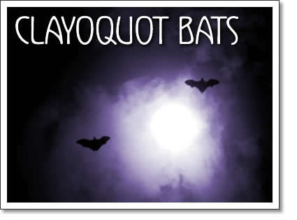 tofino wildlife - bats of clayoquot sound