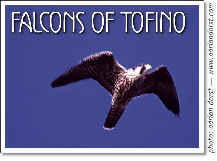 tofino birdwatching - peregrine falcon