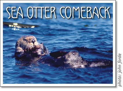 tofino sea otter comeback