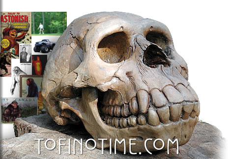 sasquatch skull at the tofino botanical gardens