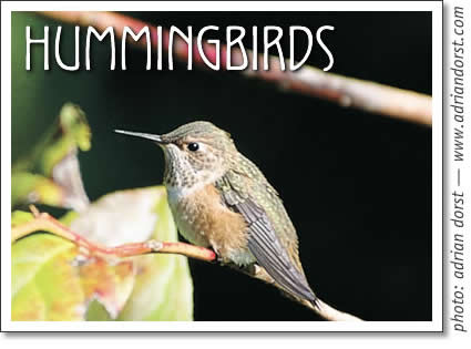 tofino hummingbird