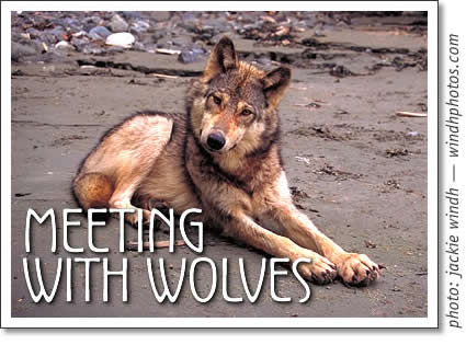 meeting with wolves