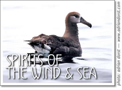 tofino birding: albatross - spirits of the land and sea