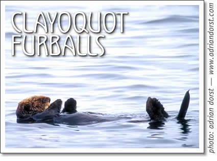 tofino wildlife: clayoquot furballs - sea otters