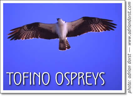 tofino birding - osprey in tofino