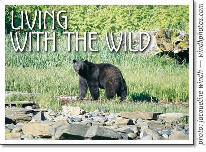 tofino bears - living with the wild