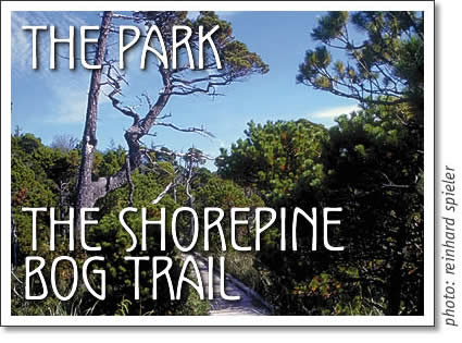pacific rim national park - shoreline bog trail