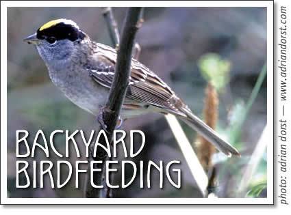 backyard birdfeeding in tofino