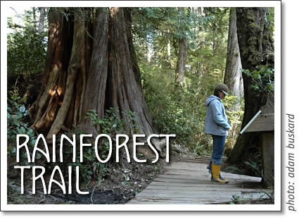 the rainforest trail in the pacific rim national park reserve