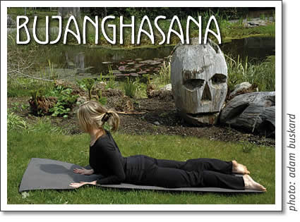 tofino yoga: bujanghasana - cobra pose