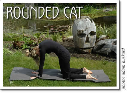 tofino yoga: bidalasana - rounded cat