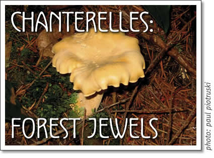 chanterelles - the forest jewels