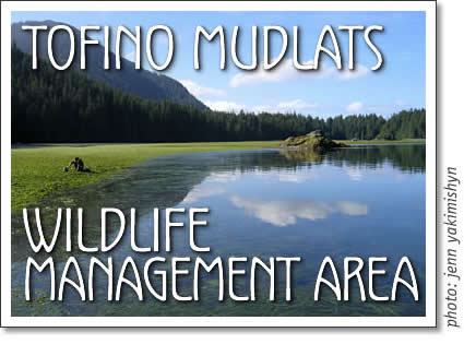 tofino mudflats wildlife management area