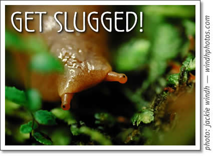 get slugged! photo of a banana slug