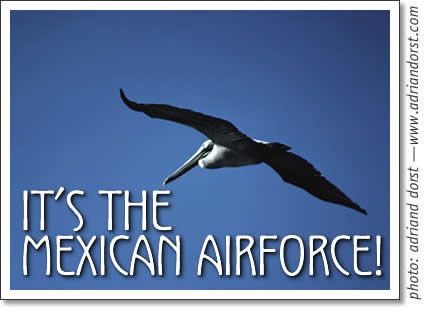 tofino birdwatching - the mexican airforce