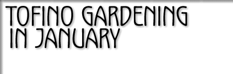 tofino gardening in january 2008