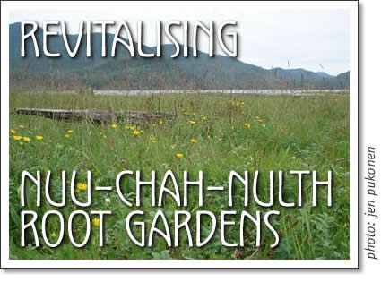 tl'aaya-as - revitalising nuu-chah-nulth root gardens
