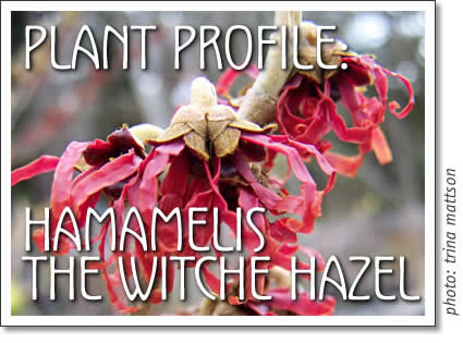 plant profile: hamamelis (witch hazel)