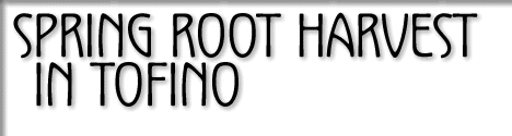 spring root harvest in tofino