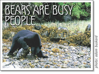 tofino bears are busy people