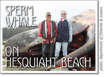 sperm whale in hesquiaht beach