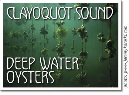 oysters in the deep water of clayoquot sound