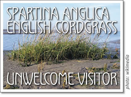 spartina anglica - english cordgrass