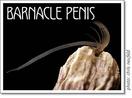 barnacle penis
