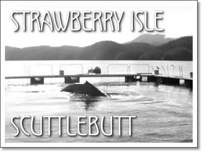 strawberry isle scuttlebutt - humpback whale in fish farm