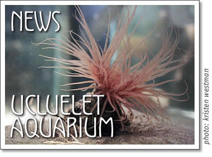 ucluelet aquarium news