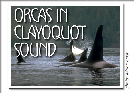 tofino killer whales: orcas in clayoquot sound