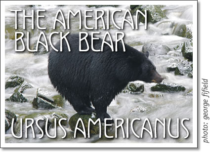 ursus americanus - the american black bear