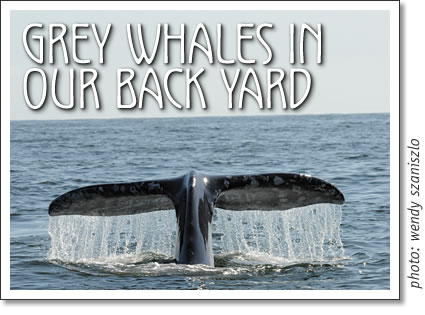 gray whales in our back yard