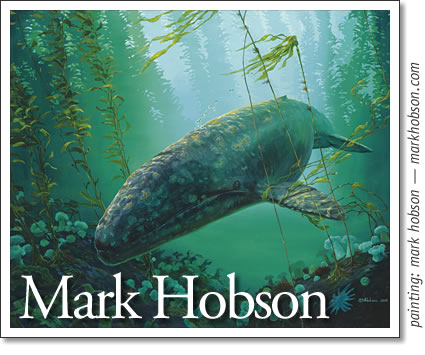 painting of a grey whale by tofino artist mark hobson