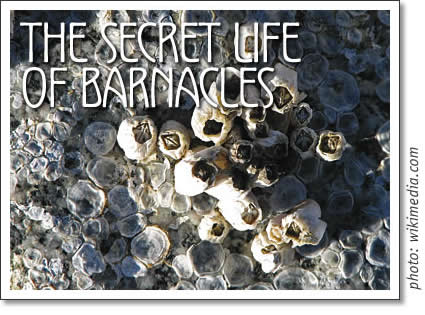the secret life of barnacles
