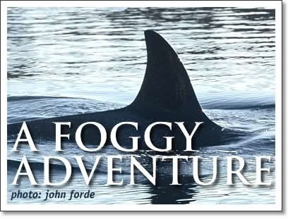 a foggy adventure: orca whale in the waters of tofino, vancouver island
